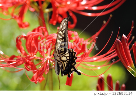 ガーデニング　庭の花、 122693114