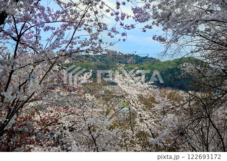 天王山　山崎聖天の桜越しに見る男山 122693172