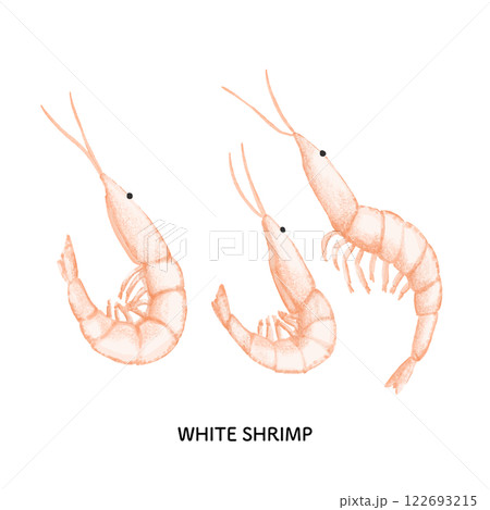 富山_白海老のイラスト＿色鉛筆タッチ 122693215
