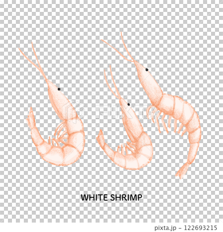 富山_白海老のイラスト＿色鉛筆タッチ 122693215