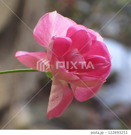 1月のピンクの薔薇 122693251