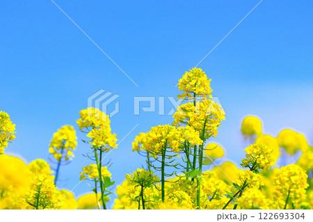 快晴の青空と爽やかな菜の花 快晴の青空と爽やかな菜の花 122693304