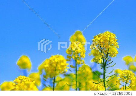 快晴の青空と爽やかな菜の花 122693305