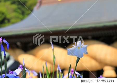 神社の菖蒲まつり 122693344