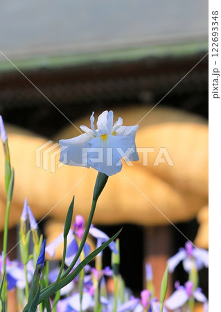 神社の菖蒲まつり 122693348
