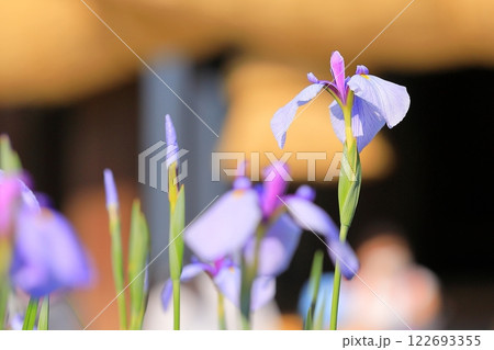 神社の菖蒲まつり 神社の菖蒲まつり 122693355