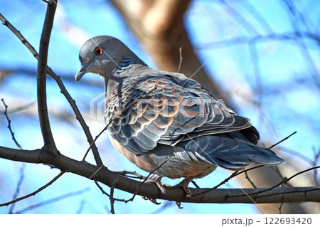 キジバト(雉鳩) キジバト(雉鳩) 122693420