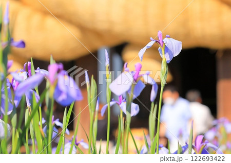 神社の菖蒲まつり 神社の菖蒲まつり 122693422