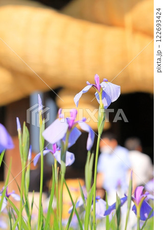 神社の菖蒲まつり 神社の菖蒲まつり 122693424