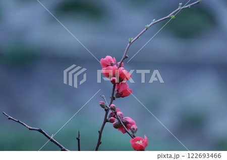 春の水面に映える真っ赤な木瓜の花 春の水面に映える真っ赤な木瓜の花 122693466