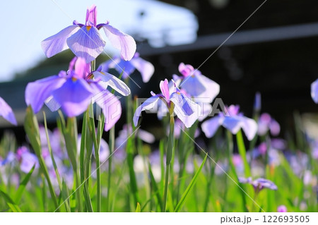 神社の菖蒲まつり 122693505