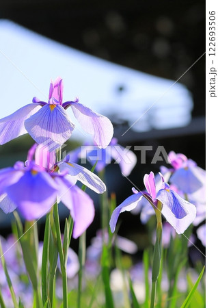 神社の菖蒲まつり 122693506