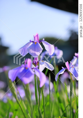 神社の菖蒲まつり 122693508