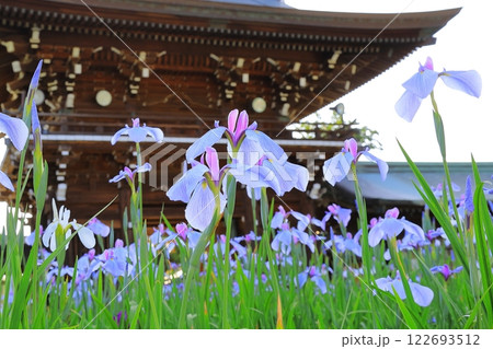 神社の菖蒲まつり 神社の菖蒲まつり 122693512