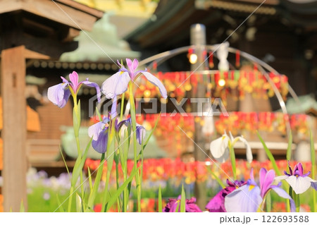 神社の菖蒲まつり 神社の菖蒲まつり 122693588