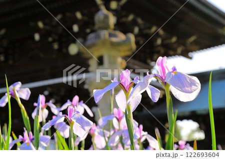 神社の菖蒲まつり 神社の菖蒲まつり 122693604