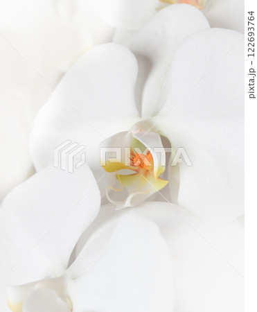 洗練された白色胡蝶蘭の花びらと柔らかな質感 洗練された白色胡蝶蘭の花びらと柔らかな質感 122693764