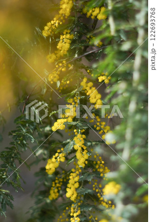 黄色い花 ミモザ 黄色い花 ミモザ 122693768