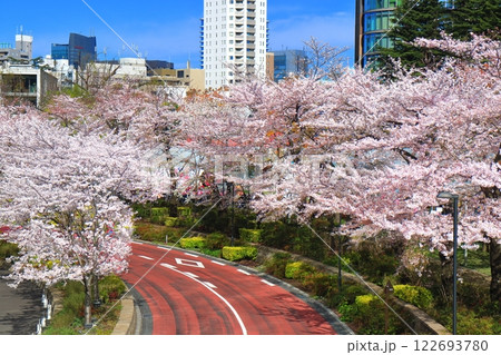 【東京都】満開の桜並木と東京ミッドタウンガーデン 【東京都】満開の桜並木と東京ミッドタウンガーデン 122693780