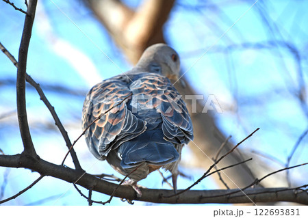 キジバトの後ろ姿 122693831