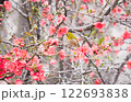 寒緋桜の蜜を吸うメジロ 122693838