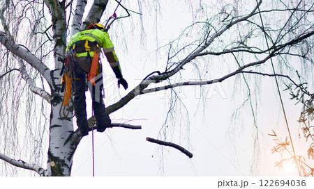 Woodcutter in uniform climbing and working on heights, process of tree trunk pruning and sawing. 122694036