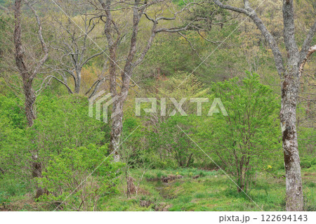 淡い若葉色に包まれた湿原（霧ケ谷湿原：広島県山県郡北広島町） 122694143