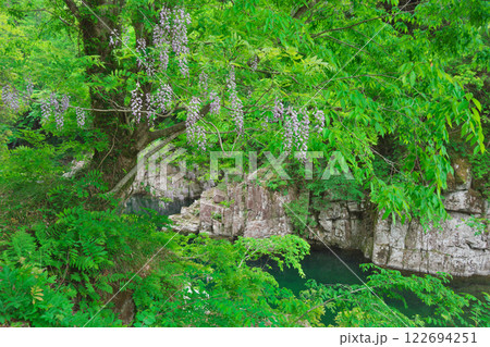 藤の花と渓流（表匹見峡：益田市） 122694251