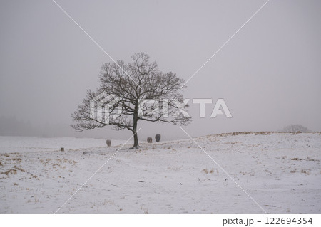 雪降る阿蘇の風景 122694354
