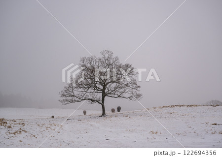 雪降る阿蘇の風景 122694356