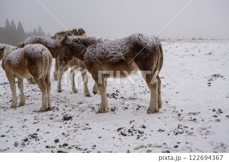 雪降る阿蘇の風景 雪降る阿蘇の風景 122694367