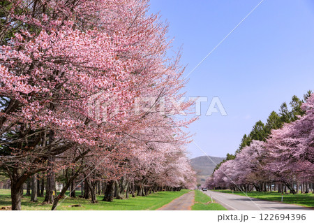 北海道新ひだか町、さくら名所100選に選ばれた二十間道路の桜並木【4月】 122694396