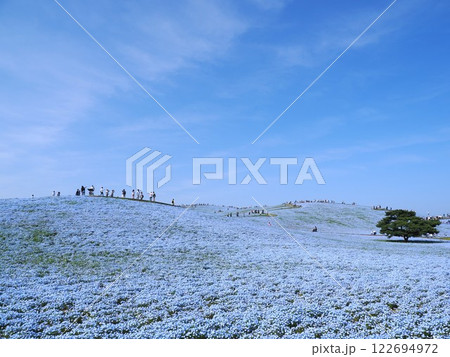 ネモフィラが咲き誇る絶景、ひたち海浜公園の春風景 122694972