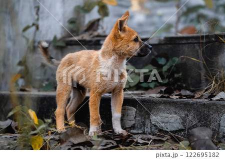 Cute brown short-haired stray puppy with a black nose is walking and sniffing on the side of the road. Cute brown short-haired stray puppy with a black nose is walking and sniffing on the side of the road. 122695182