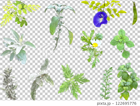 Herb illustration material set 6 122695776