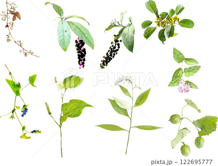 山野草のイラスト素材セット 122695777