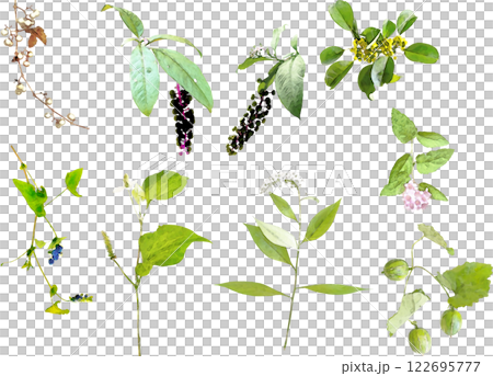 山野草のイラスト素材セット 122695777