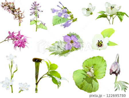 春の花のイラスト素材セット（野草3） 122695780