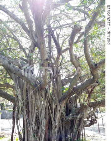 沖縄 那覇市松山公園5 ガジュマル 沖縄 那覇市松山公園5 ガジュマル 122695828