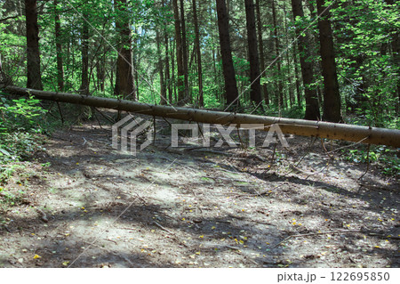 The aftermath of a hurricane in the forest. An impassable forest road. A fallen tree on a forest path. 122695850