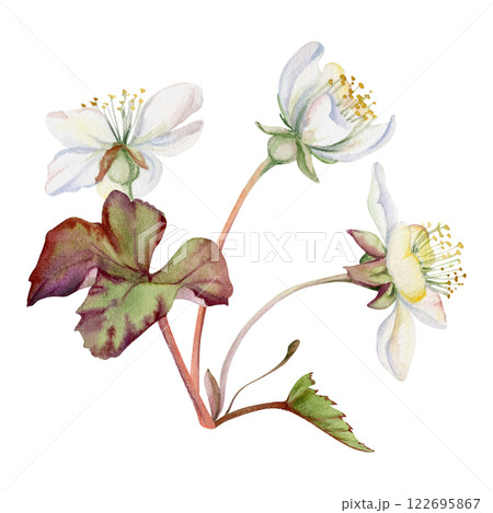 Early spring flowers with leaves, white forest cloudberry anemone primrose ephemera, hand drawn in watercolor. Single boutonniere buttonhole isolated illustration. Wedding, florist shop, scrapbooking Early spring flowers with leaves, white forest cloudberry anemone primrose ephemera, hand drawn in watercolor. Single boutonniere buttonhole isolated illustration. Wedding, florist shop, scrapbooking 122695867