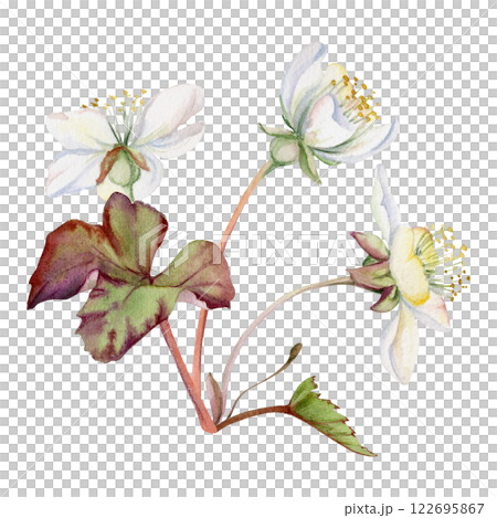 Early spring flowers with leaves, white forest cloudberry anemone primrose ephemera, hand drawn in watercolor. Single boutonniere buttonhole isolated illustration. Wedding, florist shop, scrapbooking 122695867
