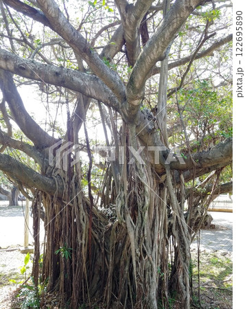 沖縄　那覇市松山公園7　ガジュマル 122695890