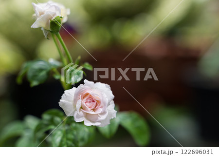 Close-up of pink rose in full bloom. The rose has velvety petals and a green stem with a few thorns. The background is blurred. 122696031