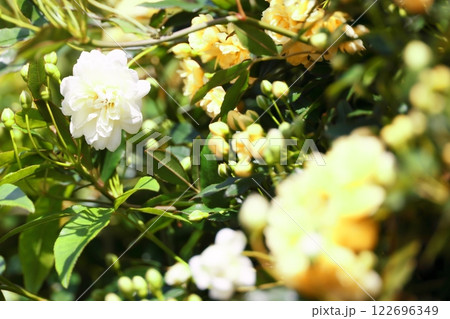 咲き始めた白い木香薔薇の花 咲き始めた白い木香薔薇の花 122696349