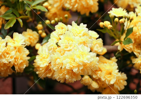 黄色い木香薔薇の花 黄色い木香薔薇の花 122696350
