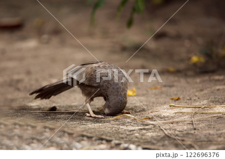 A Sri Lankan Yellow-billed Babbler meticulously preens its feathers on a sunlit ground. A Sri Lankan Yellow-billed Babbler meticulously preens its feathers on a sunlit ground. 122696376