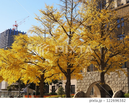 神奈川県 日本大通のイチョウ並木 12月 神奈川県 日本大通のイチョウ並木 12月 122696382
