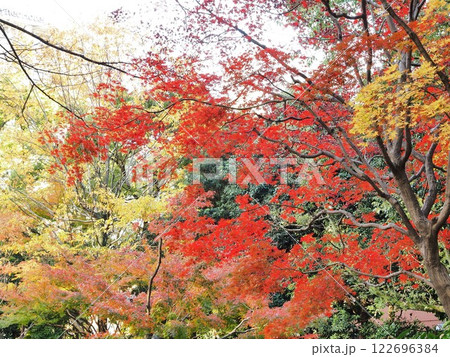 神奈川県　横浜スタジアム　日本庭園の紅葉 　12月 122696384