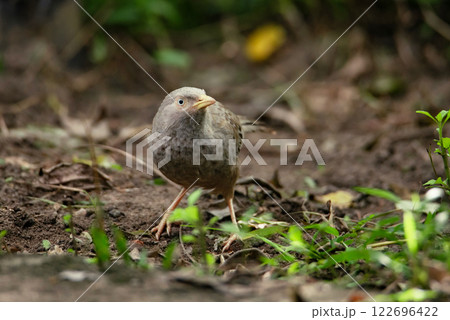 A Sri Lankas Yellow-billed Babbler standing on top of a barren dirt field in Sri Lanka. A Sri Lankas Yellow-billed Babbler standing on top of a barren dirt field in Sri Lanka. 122696422